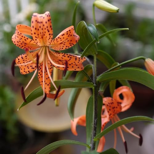 lirios pradera de decorativas perenne lirios silvestres, macizo de exóticas trepadoras, jardín rocas ornamentales lugares soleados. resistentes en 40semillas