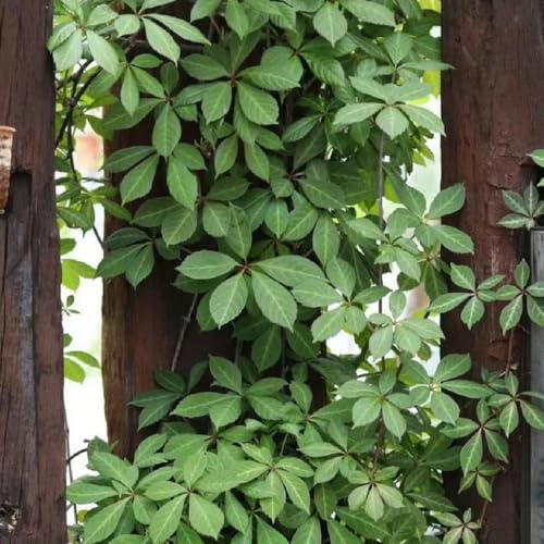 semi di vite selvatica - giardino di Parthenocissus tricuspidata - giardino regali giardinieri da esterno resistenti verdi vecchie 100pcs