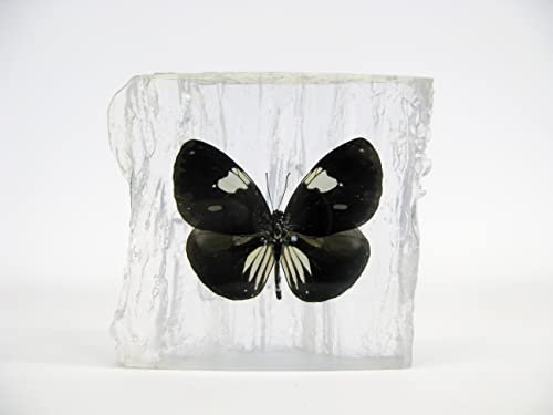 Echter wunderschöner Briefbeschwerer mit sorgfältig präparierten Schmetterling (Magic Crow) in Kunstharz gegossen. Größe 10x9x3cm, 270Gr Gewicht