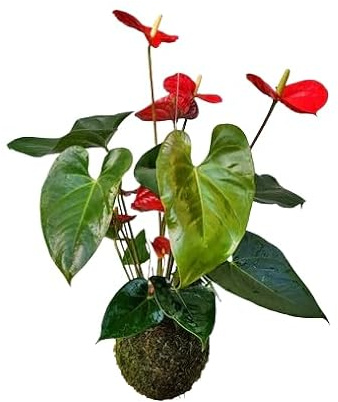 Kokedama Japonés Planta de Interior Anturio Rojo DECOALIVE Planta Natural con Maceta de Musgo