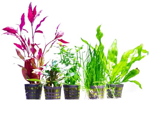 Aquabetta Aquarium Pflanzen set I 5X Wasserpflanzen I - Alternanthera - Cryptocoryne - Bacopa - Echinodorus - Lilaeopsis I Set mit 5 Aquariumpflanzen echt | Einsteiger Aquarienpflanzen