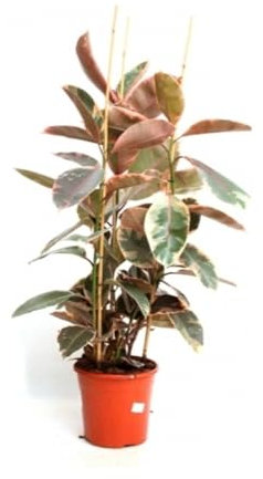 Planta natural Ficus Belize, 80-90 cm. Árbol ornamental vibrante, de hojas rosadas, verdes y crema, ideal para interiores. Segura Garden.