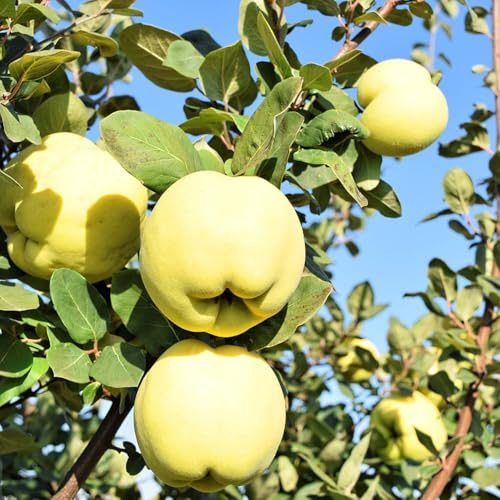 quittenbaum exotische deko steingartenpflanzen winterhart säulenobstbäume pflanztöpfe gartensamen säulenobst winterhart obstsamen 10samen