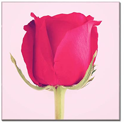 banjado® Glas Magnettafel mit 4 Magneten - Magnetwand 40x40cm mit Motiv Einzelne Rose - Memoboard/Pinnwand magnetisch, beschreibbar, perfekt für die Küche - Magnetboard auch als Wandbild/Wandtafel