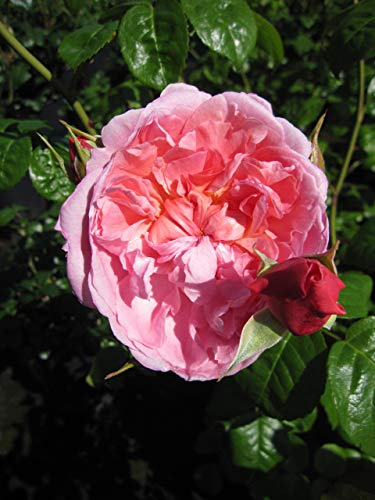 Rosa Strawberry Hill ® - Englische Rose Strawberry Hill ® - Austin Rose
