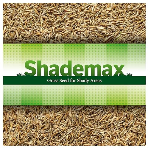 Shademax Shade Grass Seed – Grass Seed for Shaded Areas & Under Trees - Low Light Lawn Seed Mix - 4 Seed Blend - Visible Growth from 28 Days – 1kg Covers 35m² (500g)