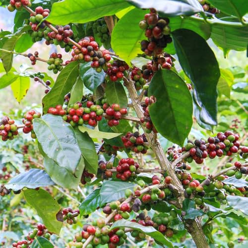 kaffeebohnen pflanzenkübel balkonpflanzen winterhart pflanzendeko winterharte kübelpflanzen gartenkräuter baumsamen wildkräuter Kaffeepflanze kräuterbeet indoor büropflanzen 100samen