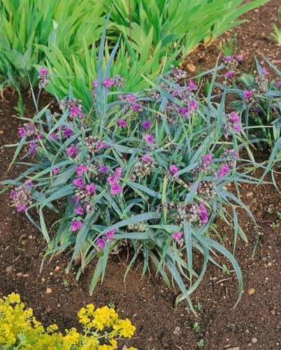 Tradescantia x andersoniana 'Concord Grape' ca. 9x9 cm Topf - Dreimasterblume, violette Blüten, Blütezeit Mai-August, ideal für Rabatten, pflegeleicht