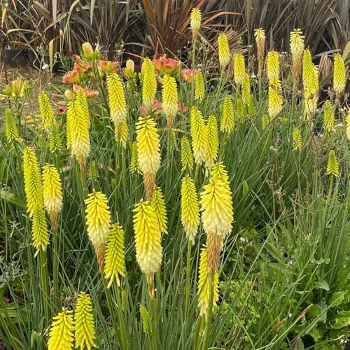 semillas de lirio antorcha, silvestres jardín rocas resistentes verano cobertura del suelo balcón mariposas resistentes 65pcs