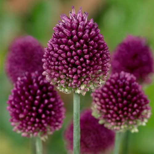 Strukturbildende-verträgliche,insektenfreundliche, kugelrunde, langlebige Zierlauchzwiebeln (Allium) Rhizom-8 Rhizom-C