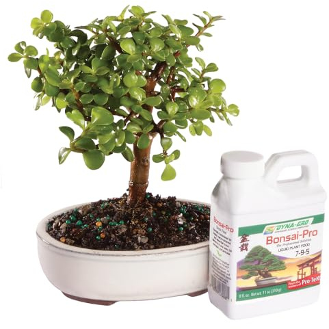 Brussel's Bonsai Live Dwarf Jade Bonsai Tree, Indoor - Small, 3 Years Old, 5 to 8 Inches Tall - Decorative Ceramic Bonsai Pot and Bonsai Fertilizer