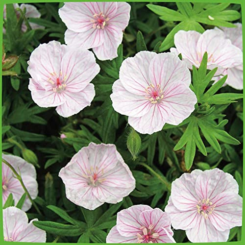 GARTEN SCHLÜTER® Storchschnabel 'Apfelblüte' (Geranium sanguineum) | 1 Pflanze