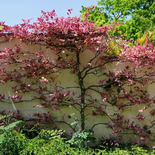 Semi di faggio europeo, Fagus sylvatica, semi di resistenti acquistare un faggio comune da perenni 150pcs