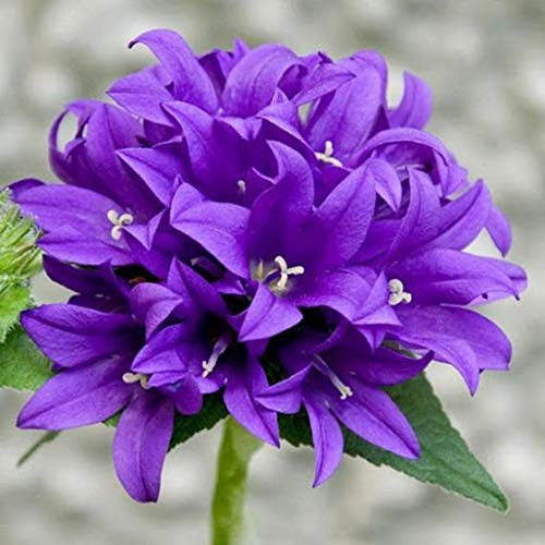 Campanula - Glomerata Acaulus - 50 Seeds: Package Contain Seeds