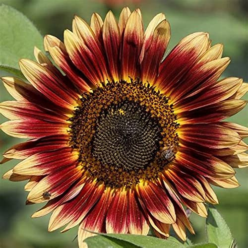 Winterhart Sonnenblume, Riesen Sonnenblumen, Farbtraum, Gemischt, Magic of Nature, Gemischte Farben, Lange Blütezeit, 1000pcs-i