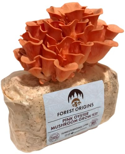 Pink Oyster Mushroom Farm – Kit de cultivo de setas – Kit de cultivo todo en uno para interiores – Seta exótica
