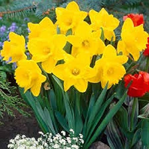 Daffodil Bulbs Multi-Pack, 'Mixed', 18 x Large Bulb Pack, Daffodils, Garden Flowers, Garden Ready and Ready to Plant, Premium Quality Spring Bulbs
