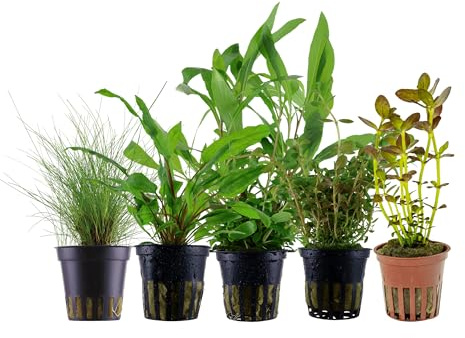 Garnelio Aquarium Pflanzen - 5X Wasserpflanzen - Aquarienpflanzen für Anfänger - Eleocharis Hygrophila Rotala Cryptocoryne Bacopa - Set mit 5 Aquariumpflanzen