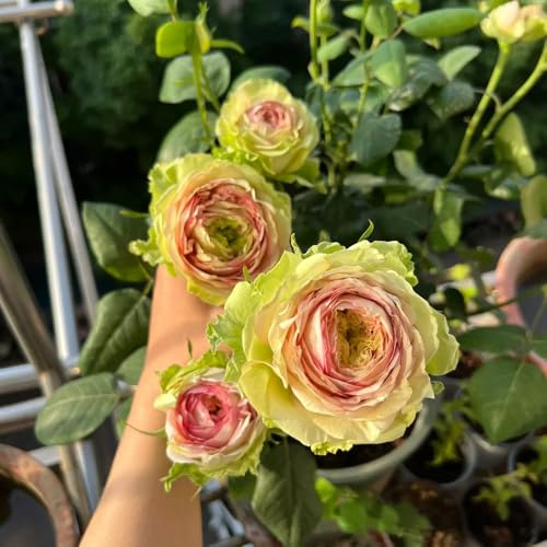 semillas de rosal, de arbustos Decoración de jardín para exteriores semillas silvestres invernaderos 350pcs