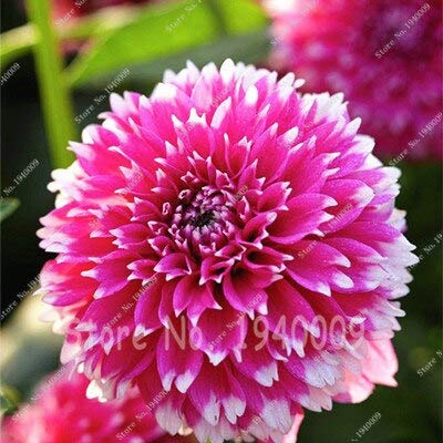 Nouvelles graines de fleurs vivaces de dahlia pour un beau jardin paquet de 100 graines