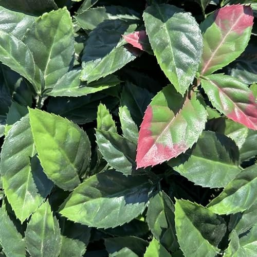 Siepe Finta Artificiale Sempre Verde in Piastrelle 100x100 cm PHOTINIA Foglie ZIGRINATE - Qualità Garantita 10 anni