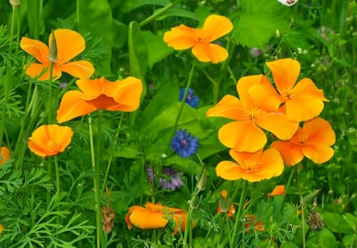Kalifornischer Mohn Goldmohn tolle orange Blüten 100 Samen