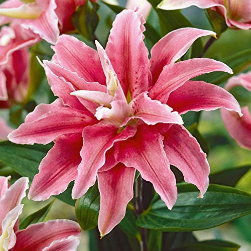 Tree Lily Bulbs Lilium ‘Cezanne’ Hardy Pink Blooms White Edging Tall Stems Exotic-Looking Flowers Perfect for an Attractive Fragrant Hedge Screen 3 x Tree Lily Bulbs by Thompson and Morgan