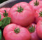 New fresh 100pcs semillas de hortalizas de tomate rosa