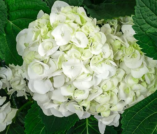 Dehner Bauern-Hortensie, Hydrangea macrophylla, große weiße Blüten, 50-60 cm exkl. Pflanztopf, 12 l Topf, Zierstrauch