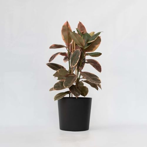 Ficus Elastica 'Belize' - 75-100cm - Ø24cm