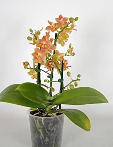 Live Phalaenopsis Orchid Asian Orange 12Ø 35cm 2stem Flow Flowering Plant