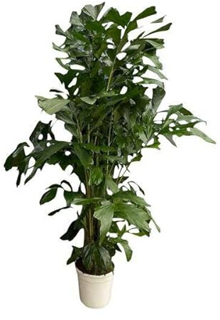 Caryota Mitis – Fischschwanzpalme – Zimmerpflanze ca. 170cm – ø24cm – Tropische XL-Palme mit gefiederten Blättern für Wohnzimmer, Büro & Wintergarten