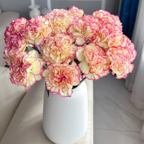semi di garofano, giardino da resistenti primaverili 750pcs