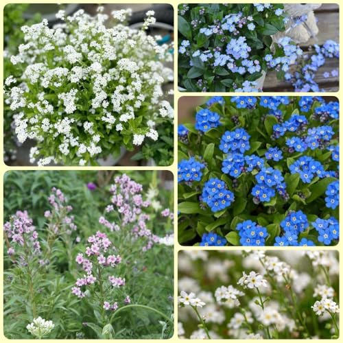 Vergissmeinnicht - blumensamen Myosotis Sylvatica - gartenpflanzen gartengeschenke blumensamen mehrjährig winterhart exotische für sonnige plätze 600Samen