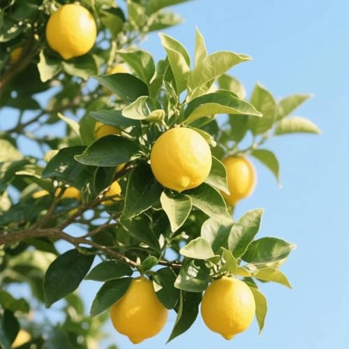 semillas de limonero, exterior resistentes balcón 100pcs