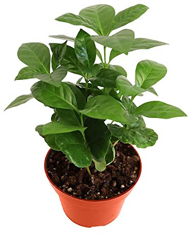 Planta de Café Arábica - 4'' de California Tropicals