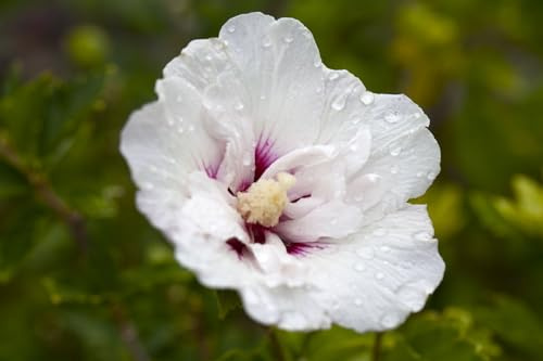 Garteneibisch Hibiscus syriacus Pinky Spot 80-100 cm winterhart | Rosa Bluete mit rotem Auge, sonnig bis halbschattig, schnittvertraeglich, Bienenweide, blueht Juli bis September