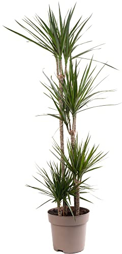 Plante d'intérieur de grande taille, l'arbre dragon est un véritable arbuste exotique rare, toujours vert et imposant.