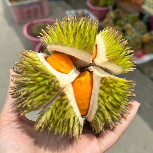 Semi del Durian, esotiche resistenti freschi da balcone Gli nani sono 30pcs