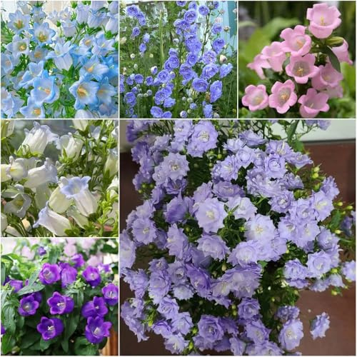 glockenblume deko - wildblumensamen sommerblumen indoor garten deko büro balkon winterfeste für balkon pflanzensamen alte sorten balkonpflanzen winterhart 400samen