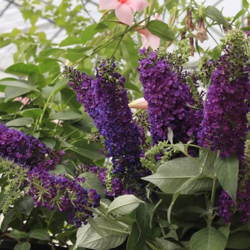 semi di buddleja, in vaso per l'arredamento dell'ufficio tappezzanti giardino sul balcone giardino interno biologiche recisi 300pcs