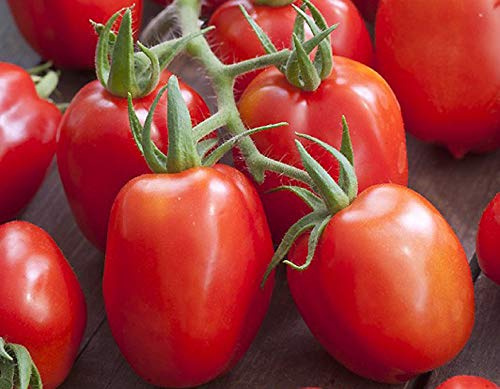 35 Graines de Tomate Roma - légume ancien - semences paysannes reproductibles - SemiSauvage