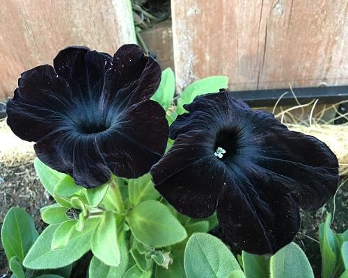 100 graines de pétunia noires