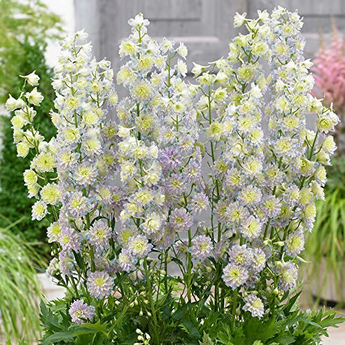 Delphinium Highlander Moonlight | Potted Larkspur Perennial Plants Garden Ready (15-25cm Incl. Pot)