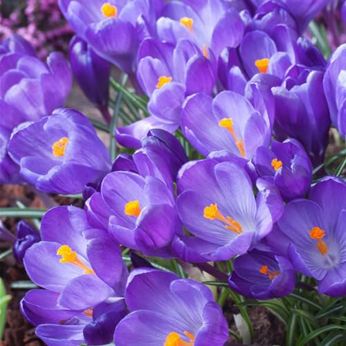 Plant in a Box - Crocus Ruby Giant - 100x bulbi di Croco - bulbi a fioritura precoce resistenti all'inverno