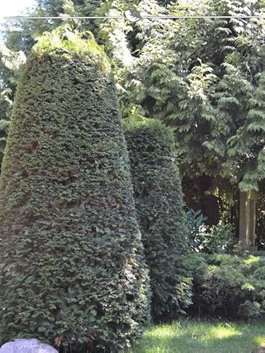 Gemeine Eibe Taxus baccata 120-140 cm im Topf. 20 Pflanzen. Immergrüne Eibenhecke