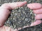 Terriccio, substrato professionale per piante grasse (cactus - succulente) (Top Cactus - Geosism) (1 lt)