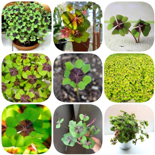 Semillas de trébol de la suerte, semillas orgánicas jardín rocas resistentes resistentes exterior para lugares soleados silvestres 600pcs