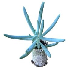 10 unidades suculentas Serpens Blue Chalksticks – Senecio Candicans (en alveolo)
