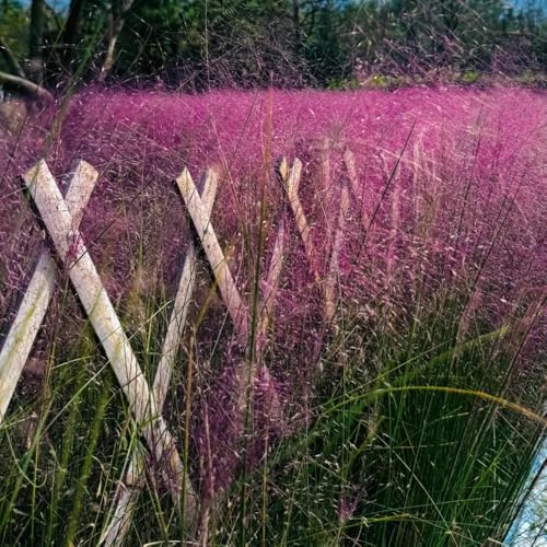 ziergräser - muhlenbergia capillaris - hochbeet für sonnige plätze garten winterharte kübelpflanzen minigarten sichtschutz winterfeste ziergras winterhart balkonpflanze sträucher für 400samen